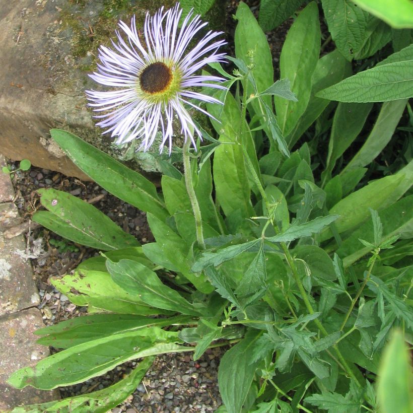 Syysasteri - Aster diplostephioides (Kasvutapa)
