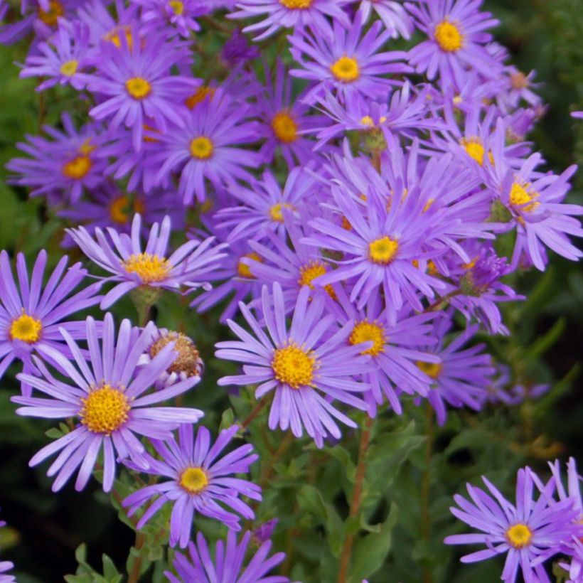 Reunusasteri Early Blue (Kukinta)
