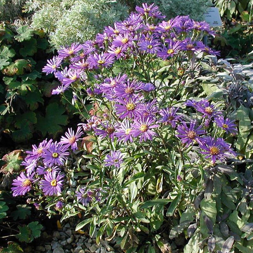 Reunusasteri Early Blue (Kasvutapa)
