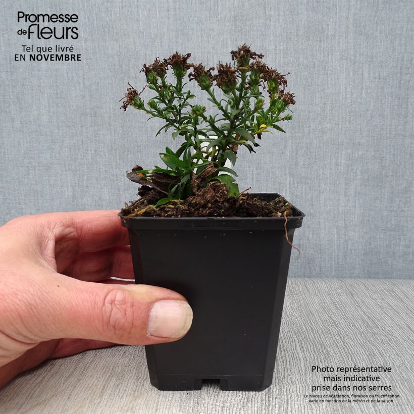 Esimerkki syksyllä toimitetusta Reunusasteri Rosenwichtel 8/9 cm taimiruukku-taimesta