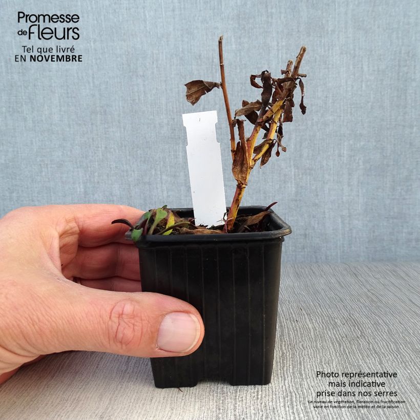 Esimerkki syksyllä toimitetusta Reunusasteri Starlight 8/9 cm taimiruukku-taimesta