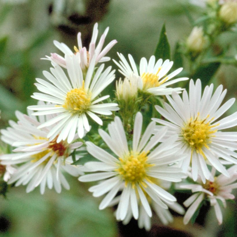Kanerva-asteri - Symphyotrichum ericoides (Kukinta)