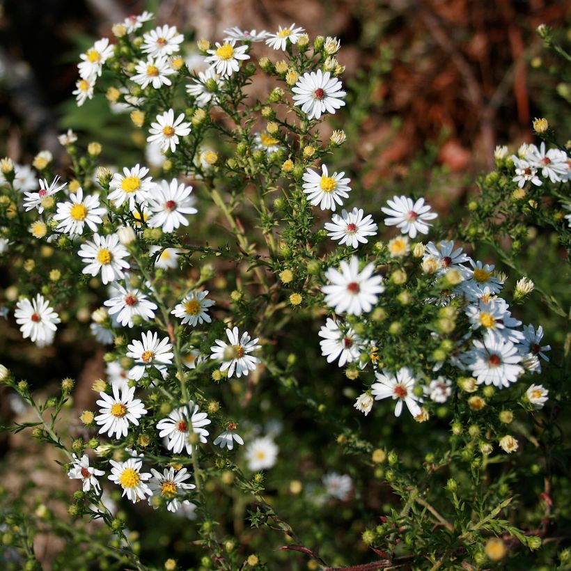Kanerva-asteri - Symphyotrichum ericoides (Kasvutapa)