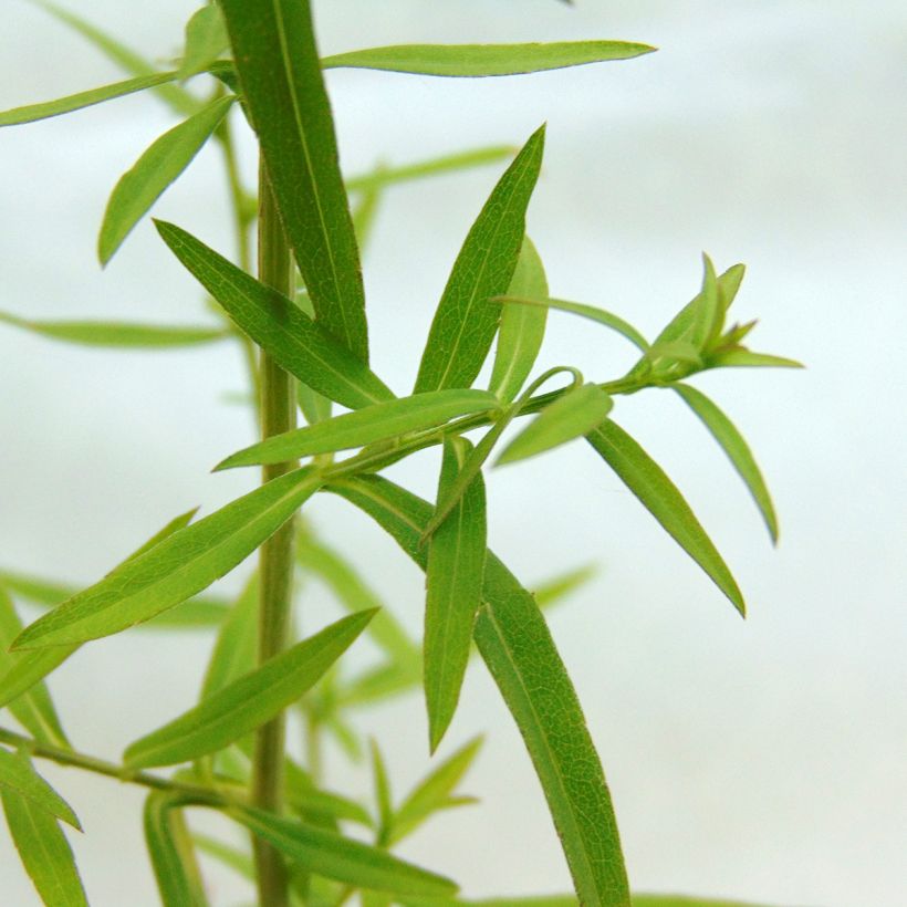 Kanerva-asteri Golden Spray (Lehvistö)