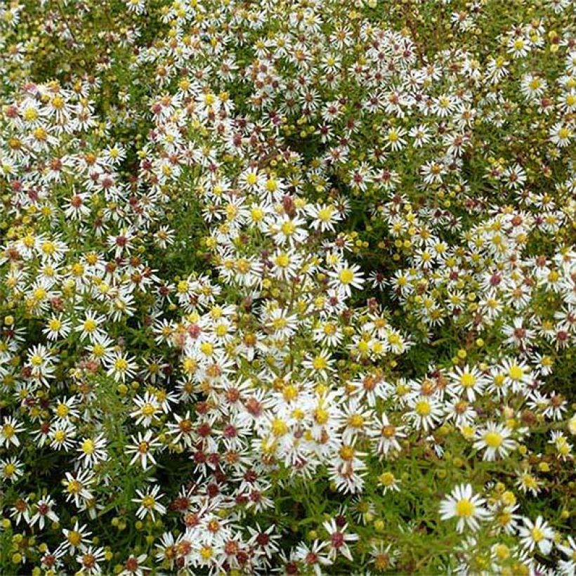 Kanerva-asteri Golden Spray (Kukinta)
