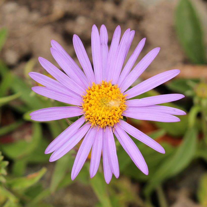 Syysasteri - Aster farreri (Kukinta)