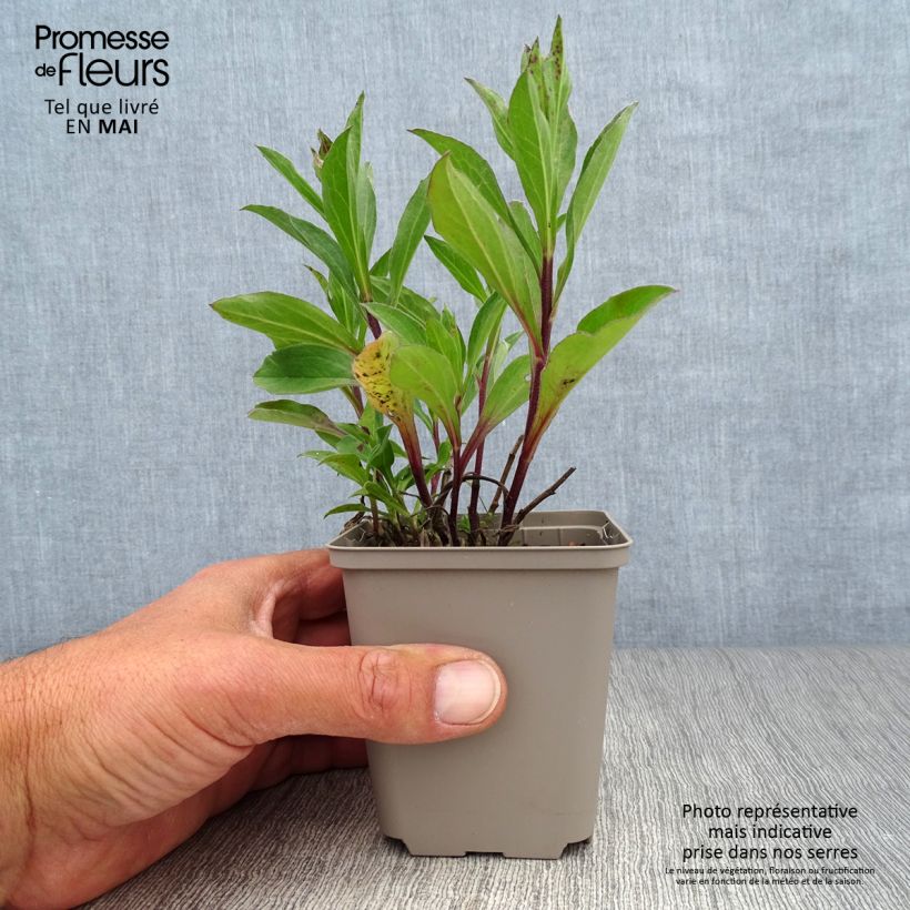 Esimerkki keväällä toimitetusta Nappiasteri Flora s Delight Godet de 8/9 cm-taimesta