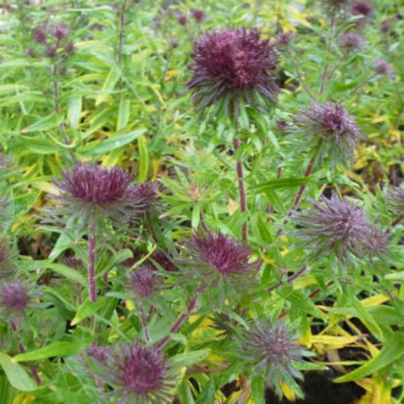 Tuoksuasteri Ann Leys (Kukinta)