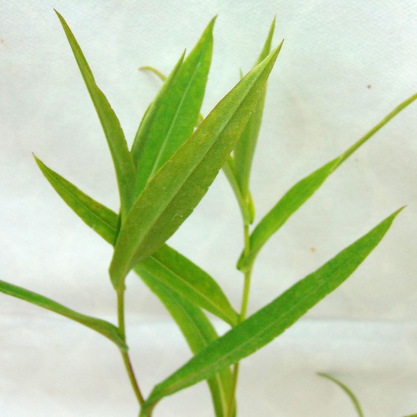 Siloasteri - Aster laevis (Lehvistö)
