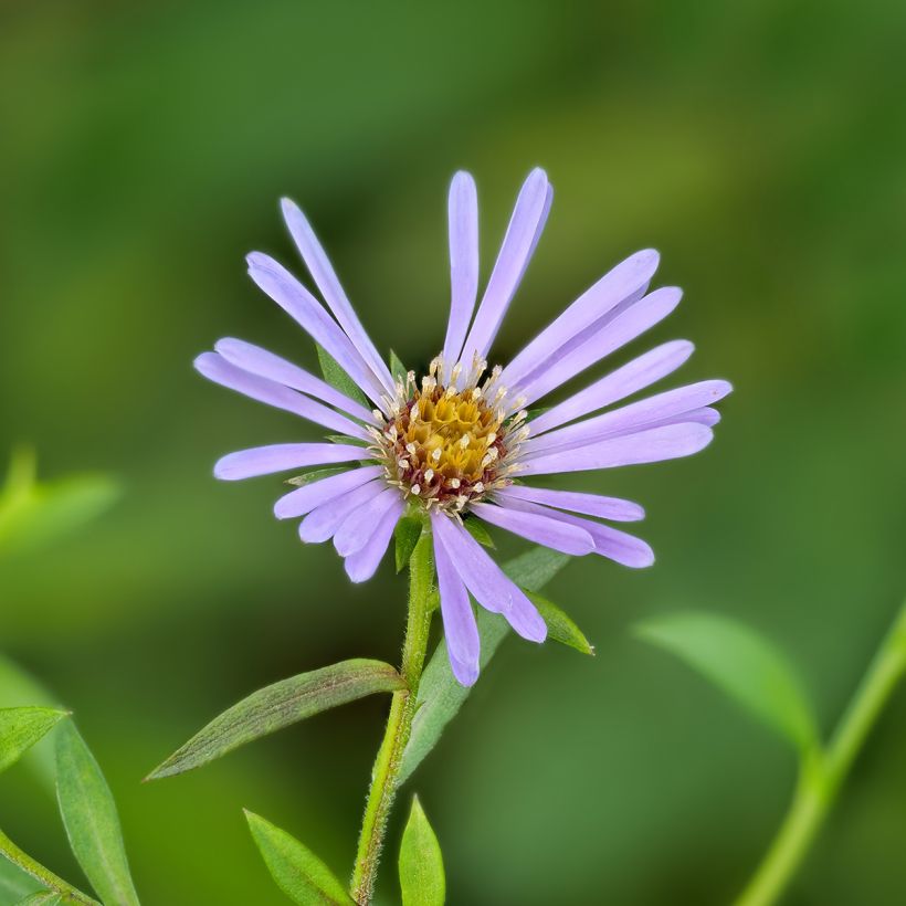 Siloasteri - Aster laevis (Kukinta)