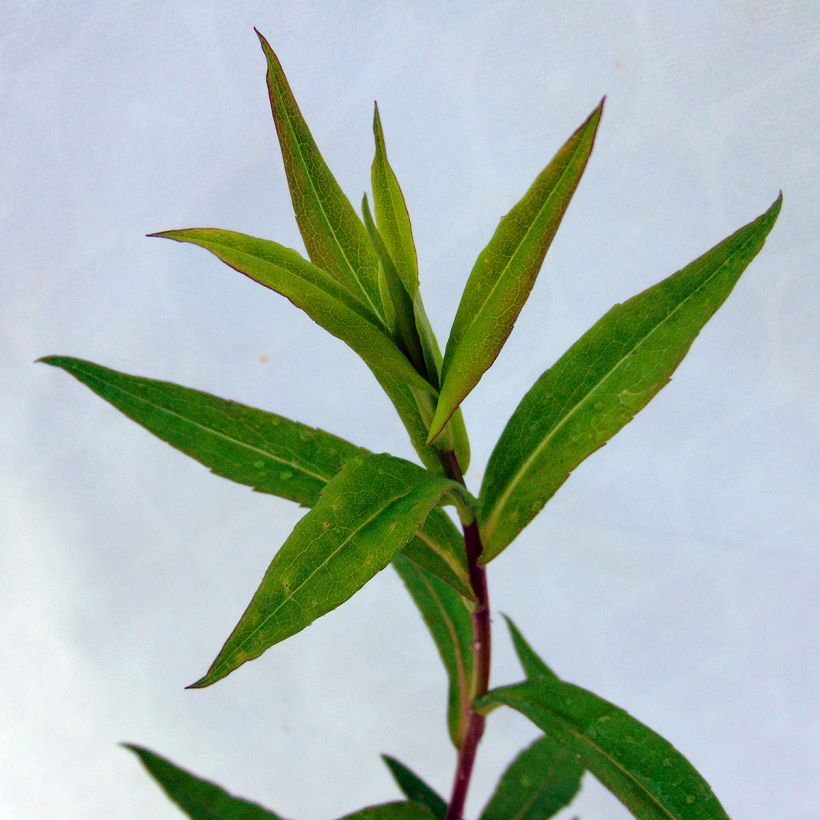 Asteri Chloe (Lehvistö)