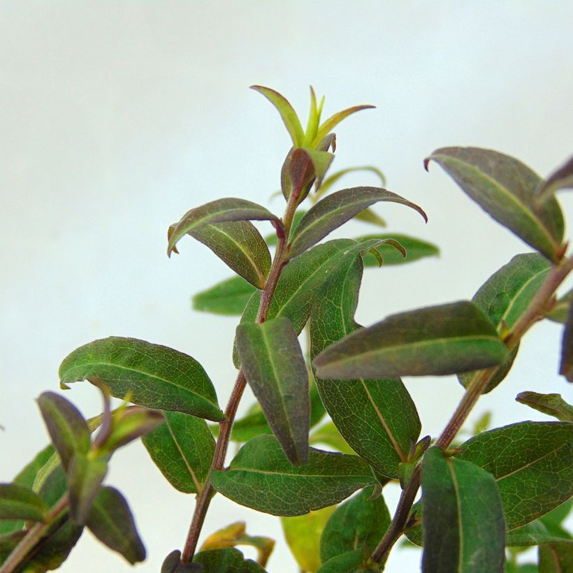 Asteri Prince (Lehvistö)