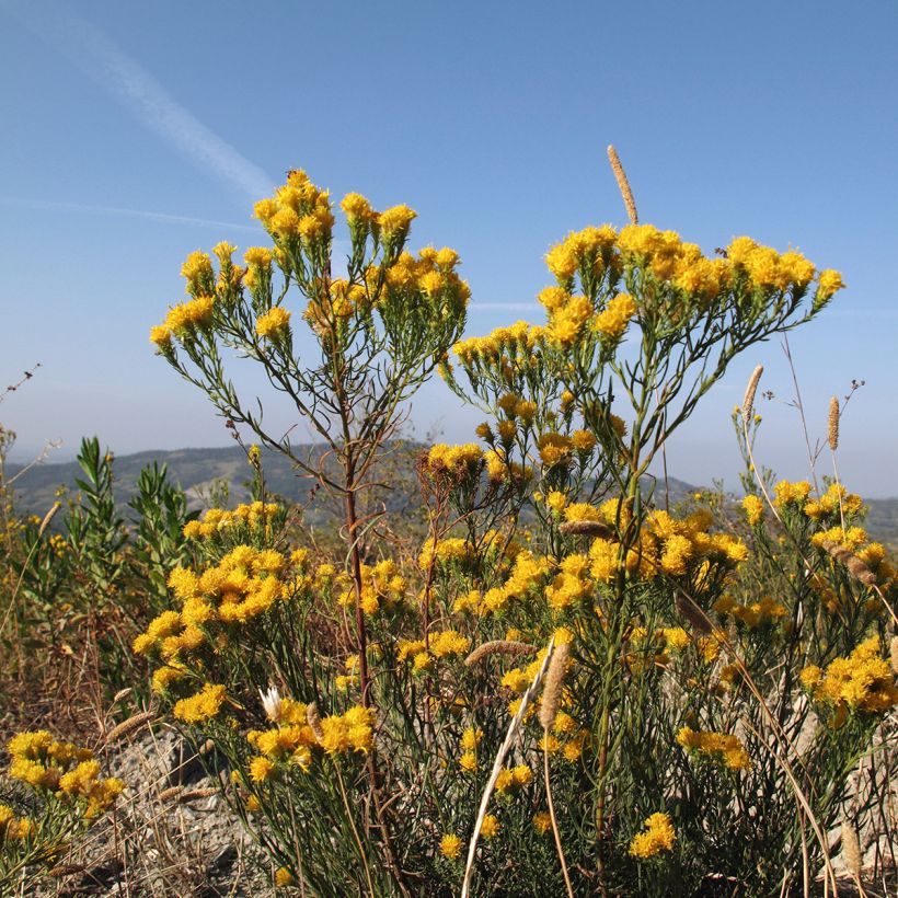 Kultakutriasteri - Aster linosyris (Kasvutapa)
