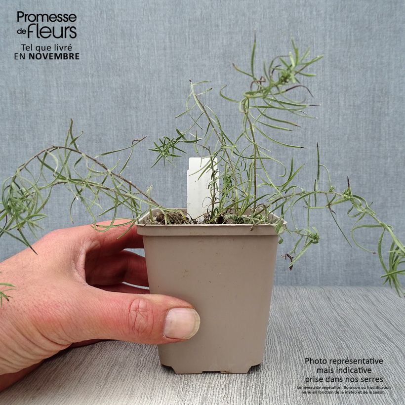 Esimerkki syksyllä toimitetusta Kultakutriasteri - Aster linosyris 8/9 cm taimiruukku-taimesta