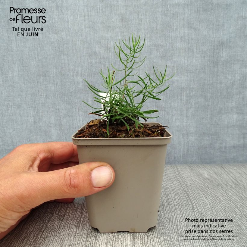Esimerkki kesällä toimitetusta Kultakutriasteri - Aster linosyris Godet de 8/9 cm-taimesta