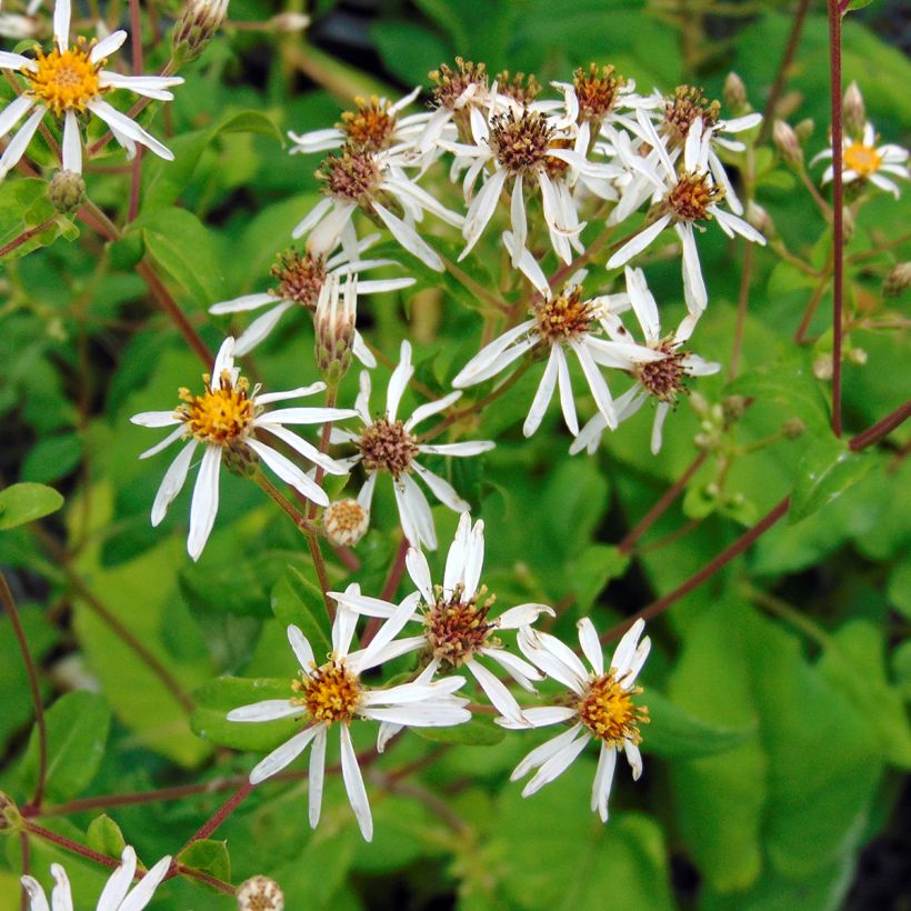 Syysasteri - Aster macrophyllus (Kukinta)