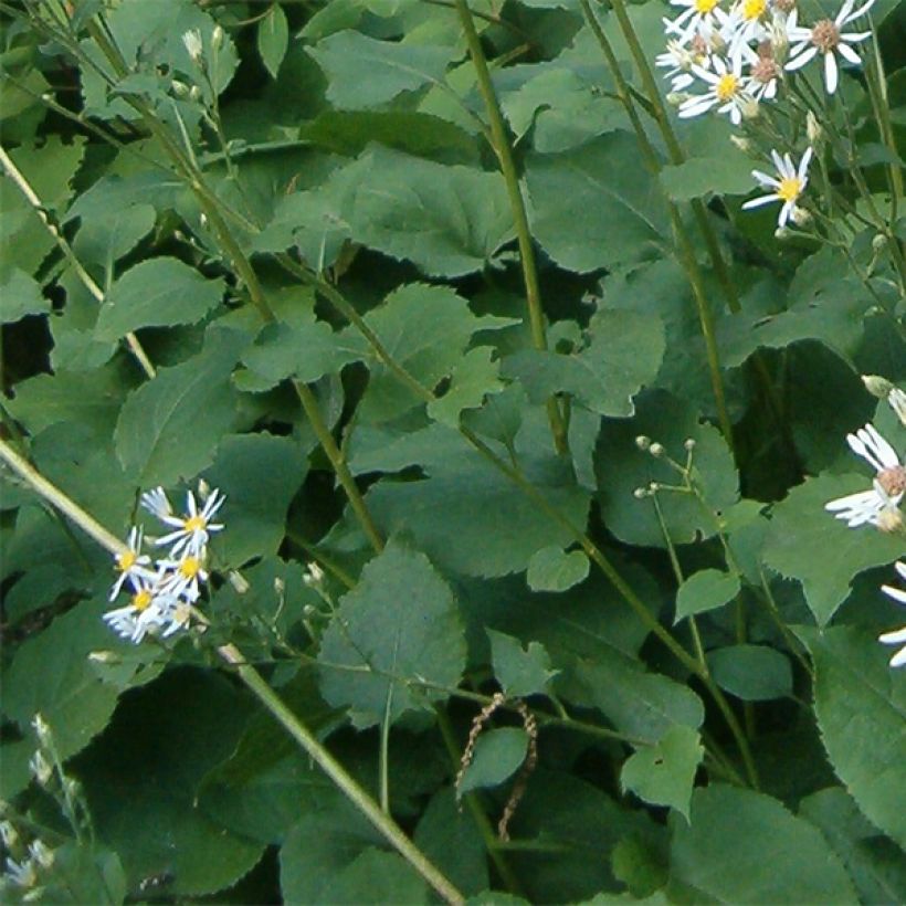 Syysasteri Albus (Lehvistö)