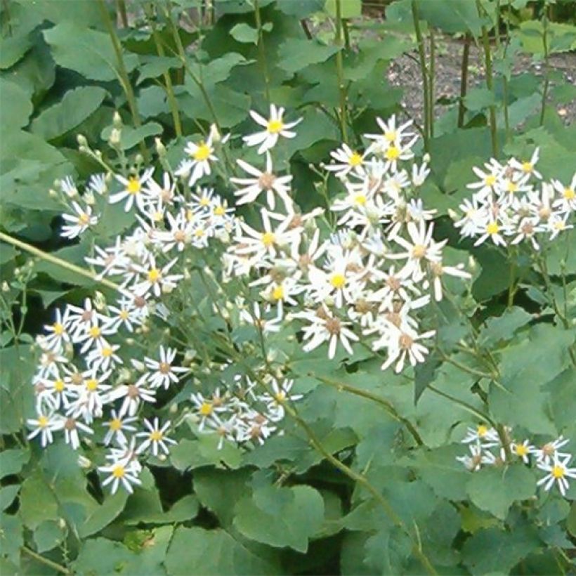 Syysasteri Albus (Kukinta)