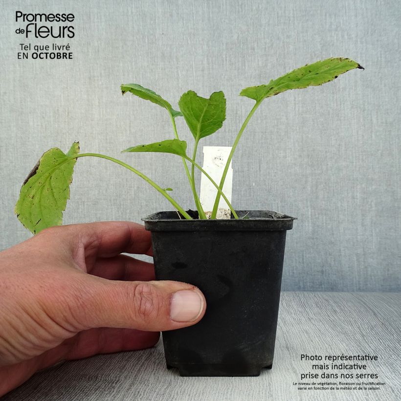 Esimerkki syksyllä toimitetusta Syysasteri Albus 8/9 cm taimiruukku-taimesta