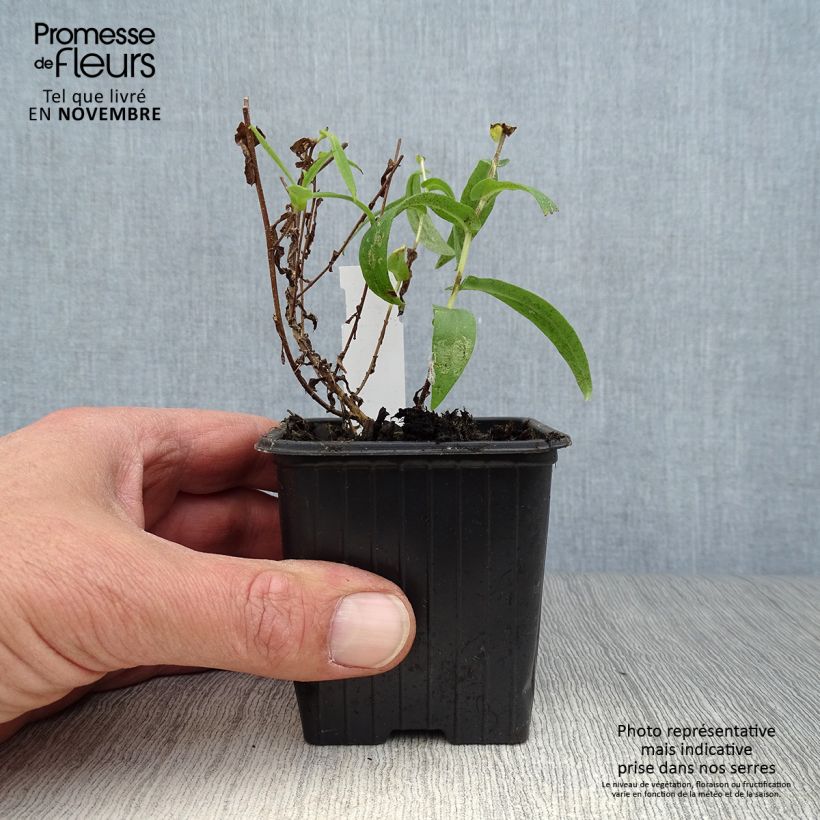 Esimerkki syksyllä toimitetusta Tuoksuasteri Andenken an Alma Pötschke 7/8 cm taimiruukku-taimesta