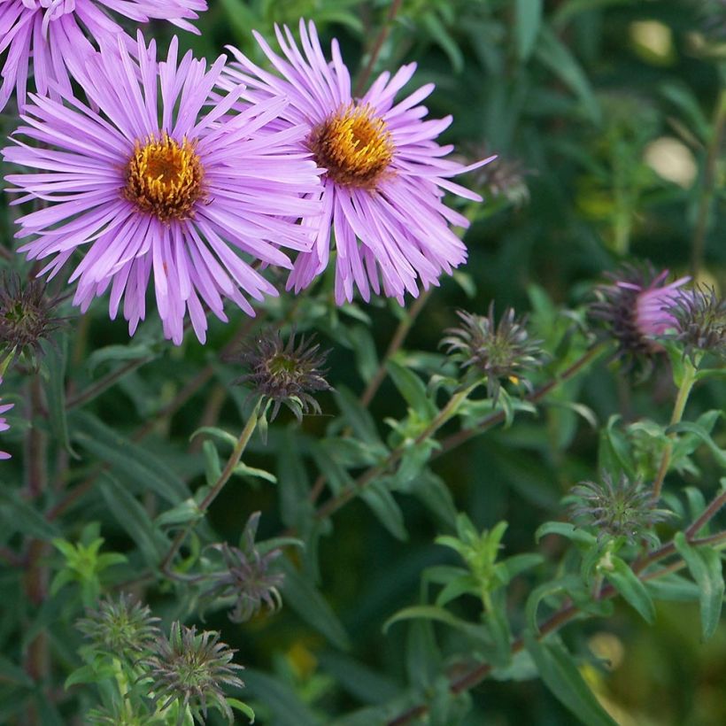 Tuoksuasteri Barrs Pink (Lehvistö)