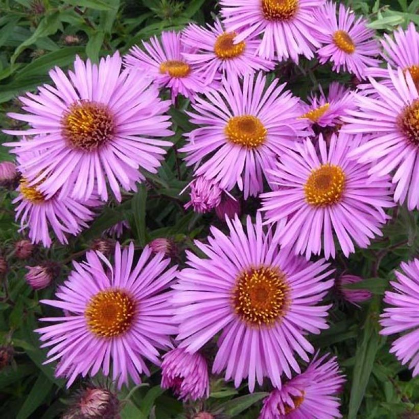 Tuoksuasteri Barrs Pink (Kukinta)