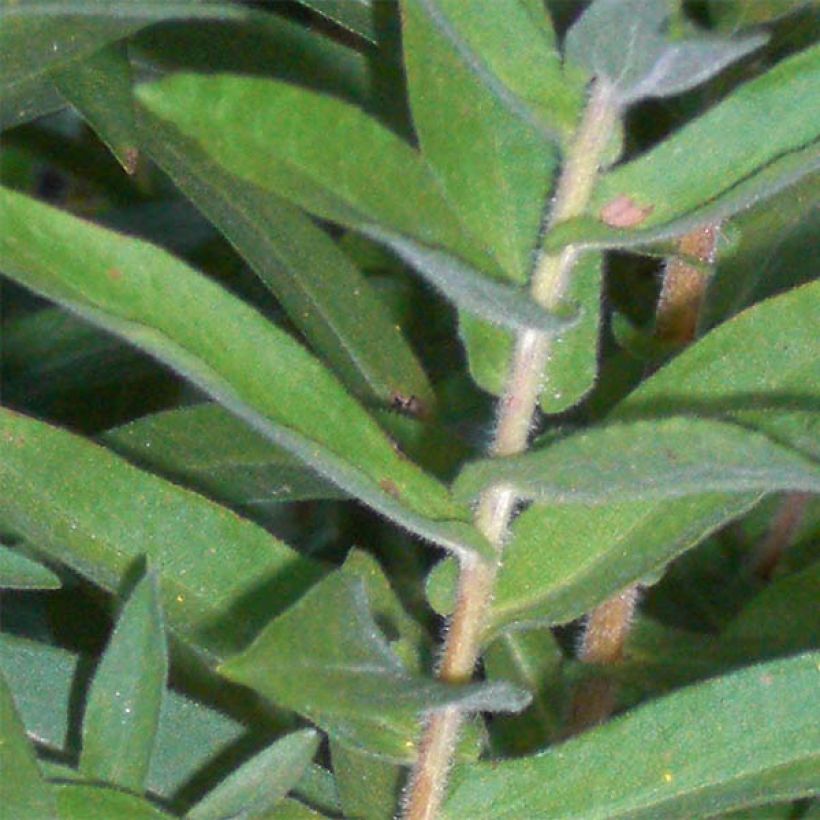 Tuoksuasteri Barrs Blue (Lehvistö)