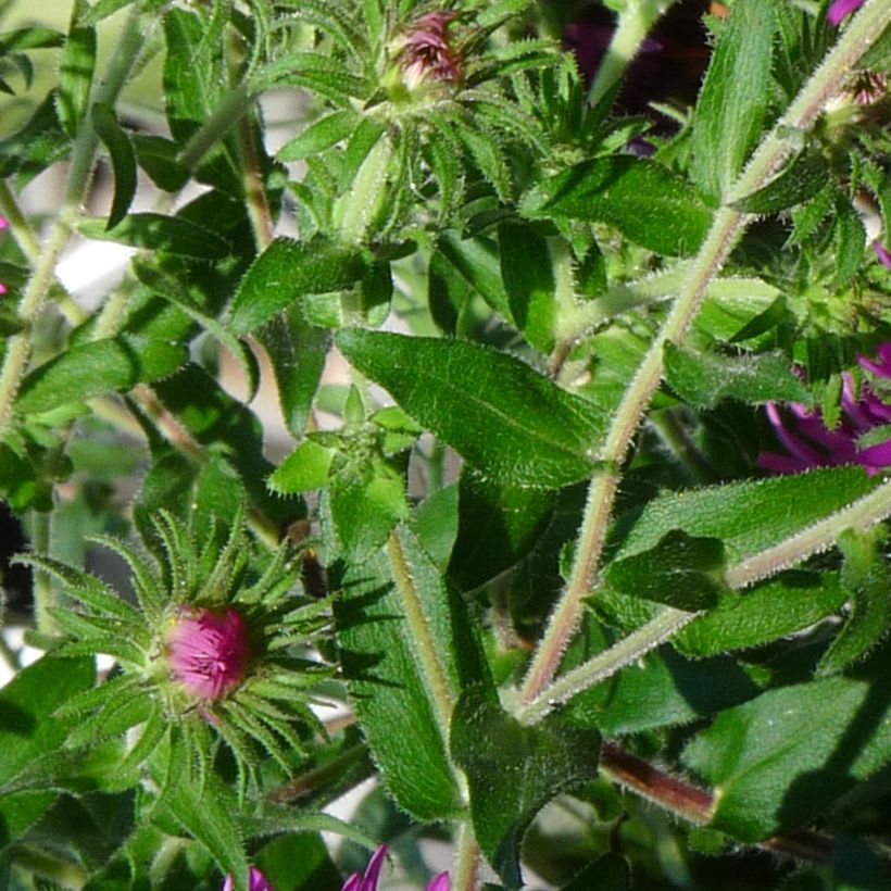Tuoksuasteri Constanz (Lehvistö)