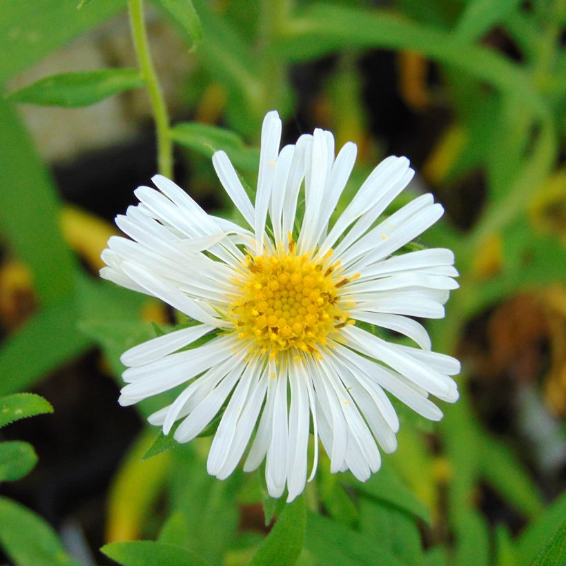Tuoksuasteri Herbstschnee (Kukinta)