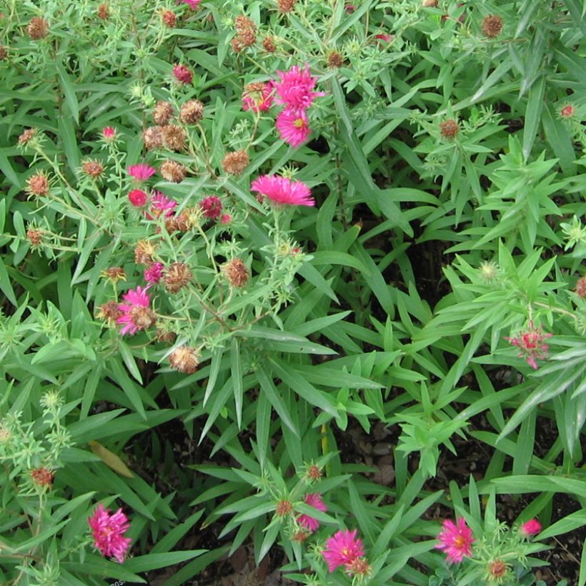 Tuoksuasteri Rosanna (Kasvutapa)