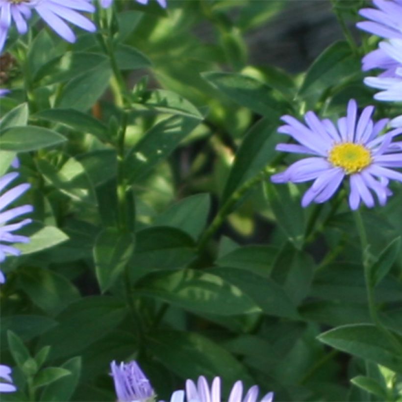 Syysasteri Audrey (Lehvistö)