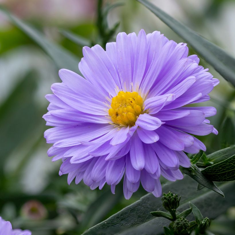 Syysasteri Marie Ballard (Kukinta)