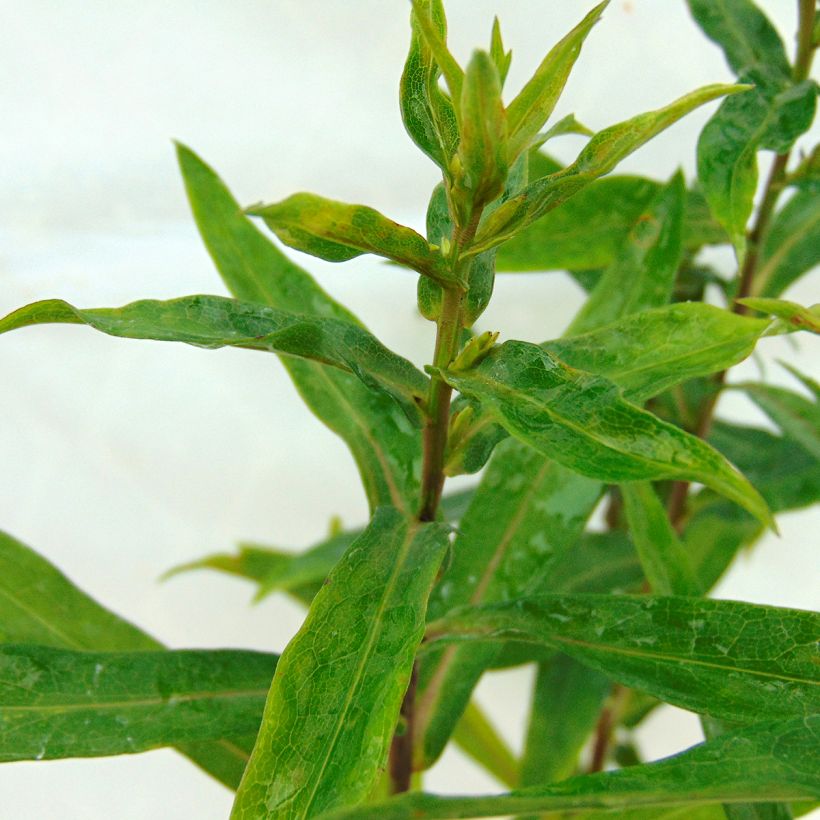 Syysasteri Patricia Ballard (Lehvistö)