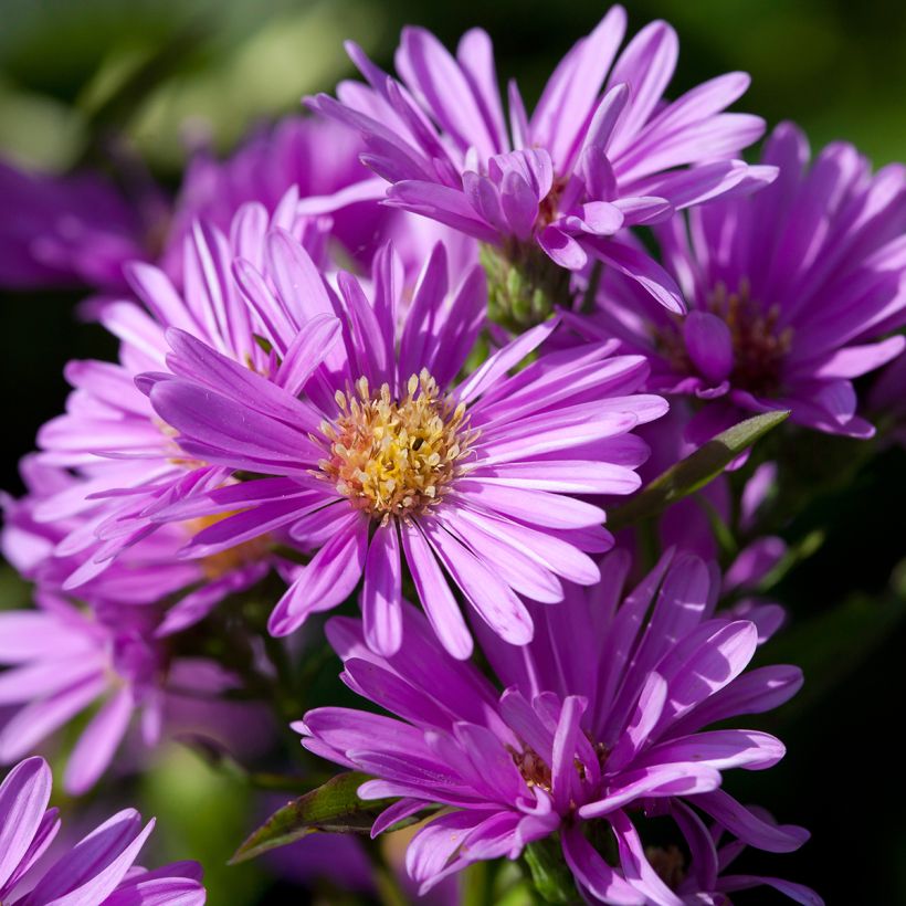 Syysasteri Patricia Ballard (Kukinta)