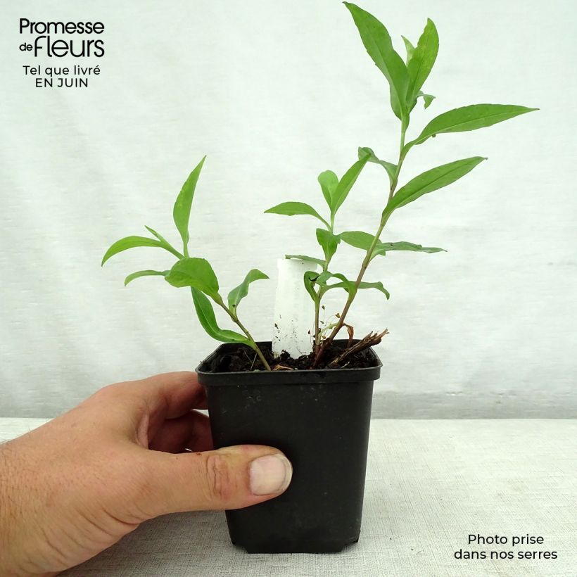 Esimerkki kesällä toimitetusta Syysasteri Porzellan Godet de 8/9 cm-taimesta