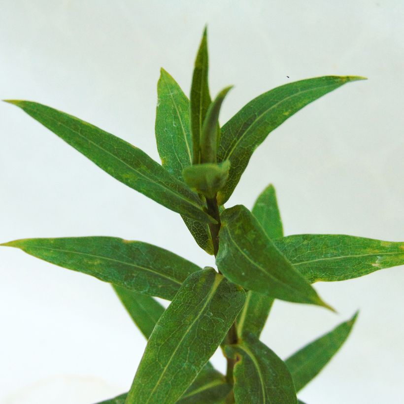 Syysasteri Rosenponpon (Lehvistö)