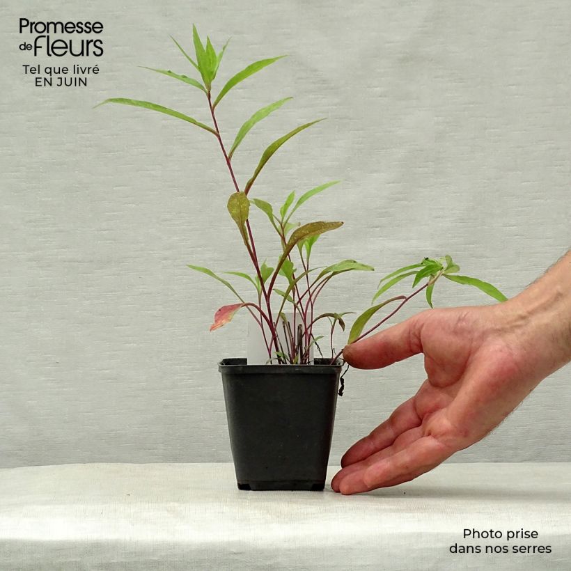 Esimerkki kesällä toimitetusta Syysasteri Rosenquarz Godet de 8/9 cm-taimesta