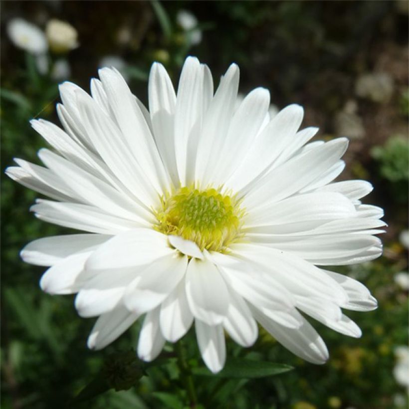 Syysasteri White Lady (Kukinta)
