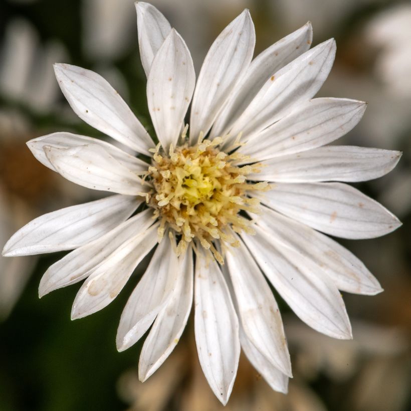 Syysasteri - Aster ptarmicoïdes (Kukinta)
