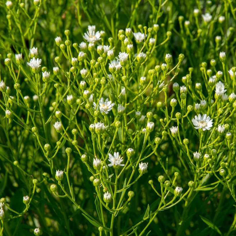 Syysasteri - Aster ptarmicoïdes (Kasvutapa)