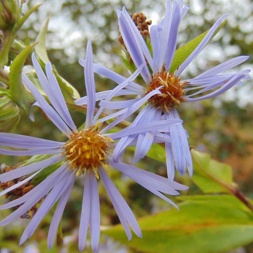 Syysasteri - Aster puniceus (Kukinta)