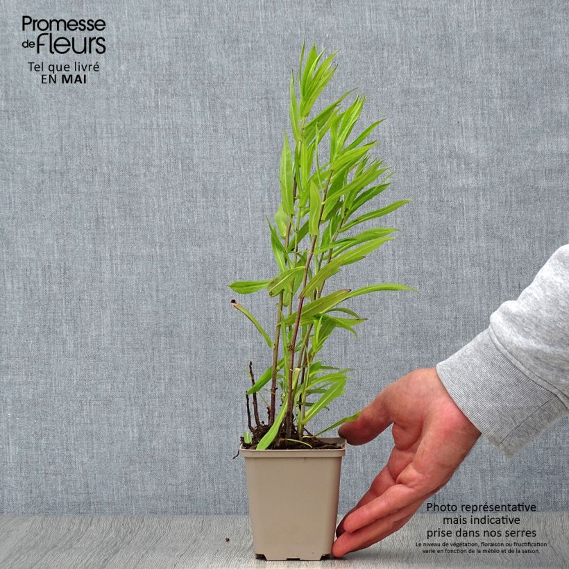 Esimerkki keväällä toimitetusta Syysasteri - Aster puniceus Godet de 8/9 cm-taimesta