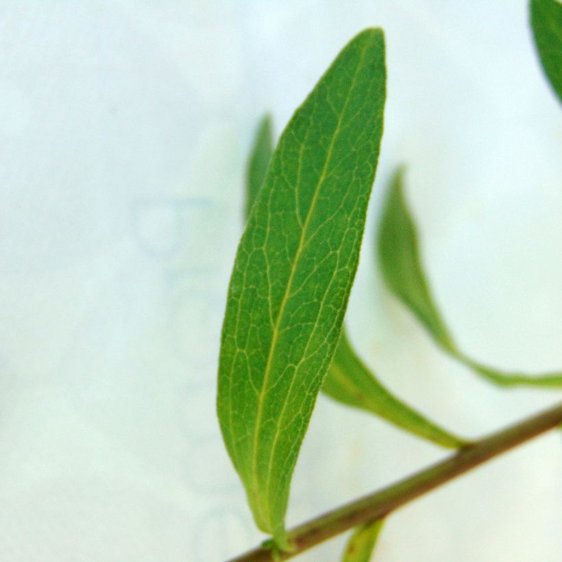 Pyreneenasteri Lutetia (Lehvistö)