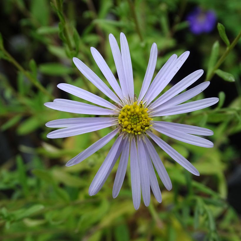 Pyreneenasteri Lutetia (Kukinta)