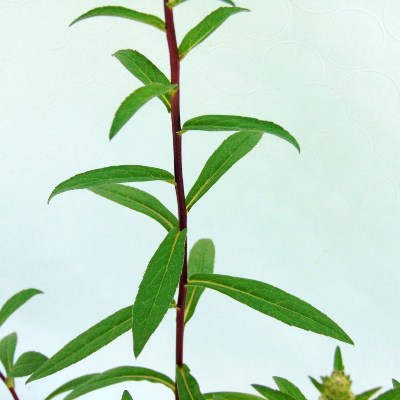 Syysasteri - Aster radula (Lehvistö)