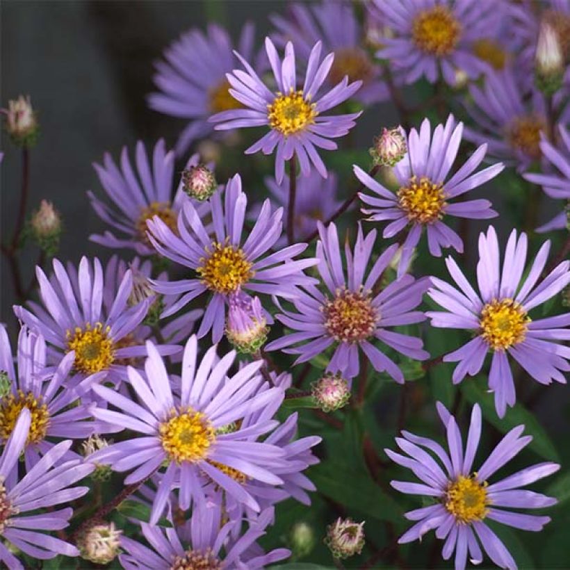 Syysasteri - Aster radula (Kukinta)