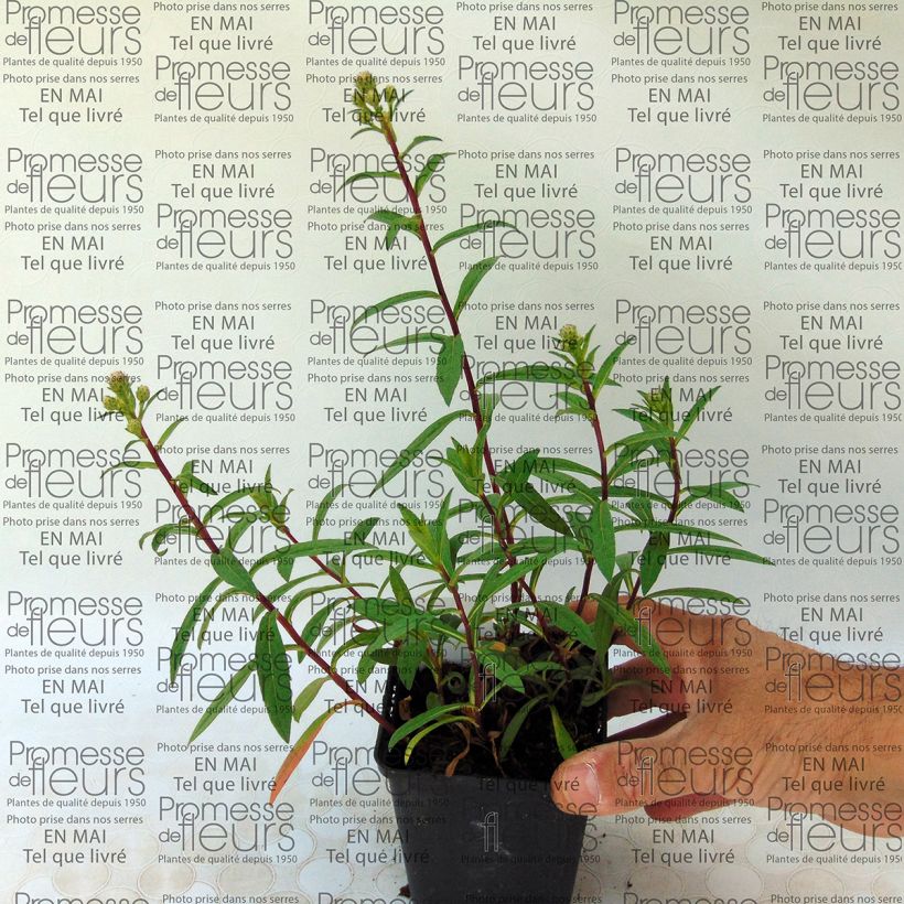 Esimerkki toimitetusta Syysasteri - Aster radula Godet de 8/9 cm-taimesta