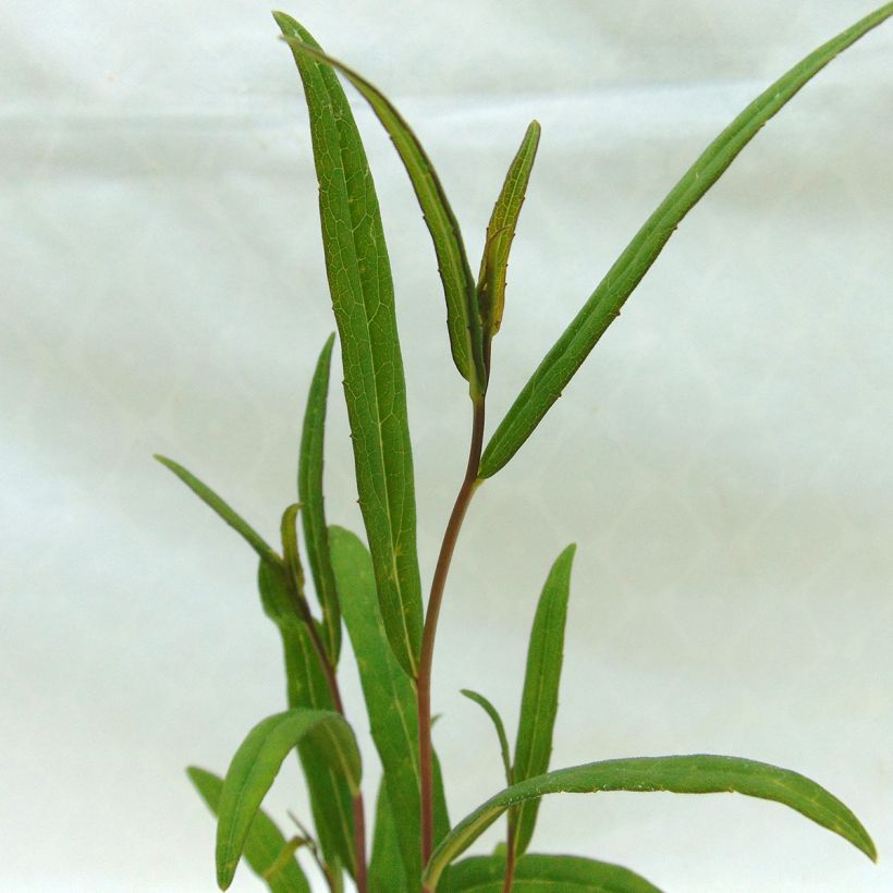 Syysasteri Asrugo (Lehvistö)