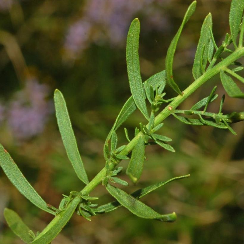 Pikkukutriasteri - Aster sedifolius (Lehvistö)