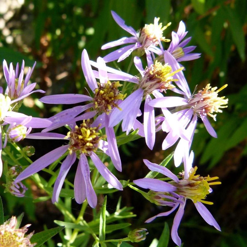 Pikkukutriasteri - Aster sedifolius (Kukinta)